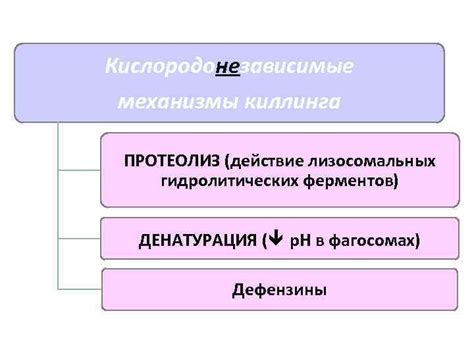 Действие лизосомальных систем в ЖКТ