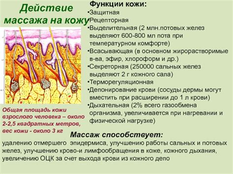 Действие потовых желез