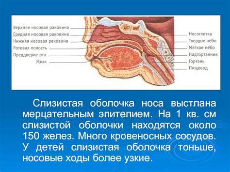 Действие хлорофиллипта на носовые слизистые оболочки