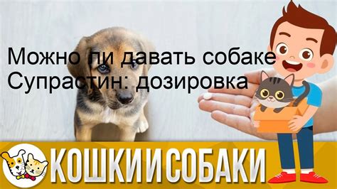 Действительно ли собакам можно давать аскорбинку?