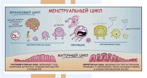 Детализация временных рамок зачатия