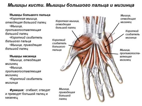 Детализация руки и пальцев