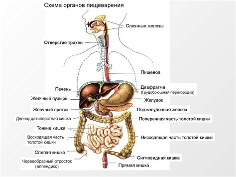 Детоксикация для пищеварительной системы