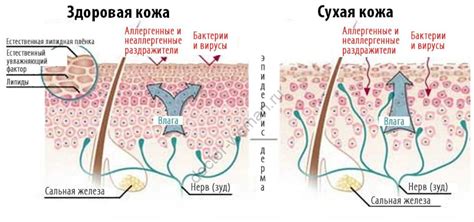 Дефицит влаги и пересушивание кожи головы