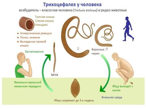 Диагностика глистов у детей