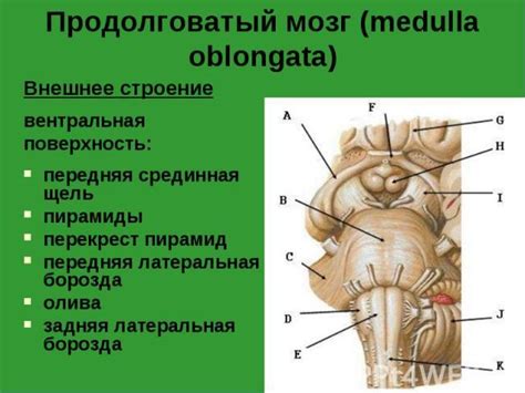 Диагностика и лечение угнетения продолговатого мозга