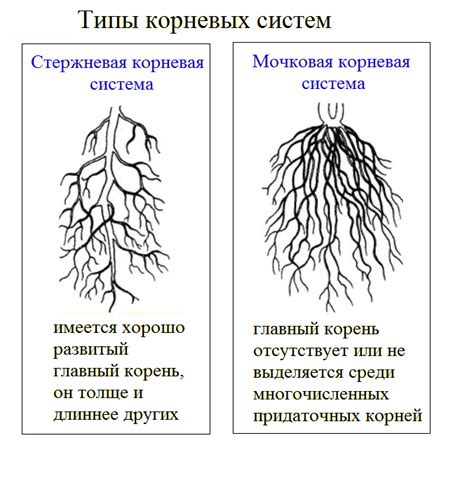 Диагностика корневой рыжины