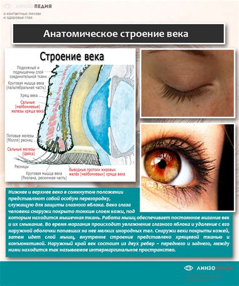 Диагностика отека верхнего века глаза