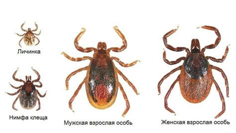 Диагностика подкожных клещей у человека