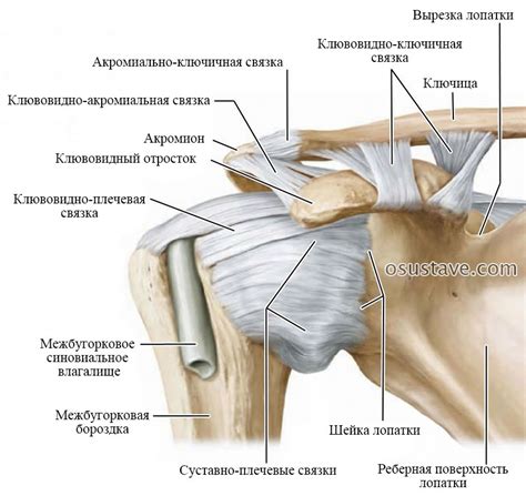 Диагностика порванной связки плеча