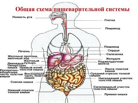 Диета и пищеварительная система