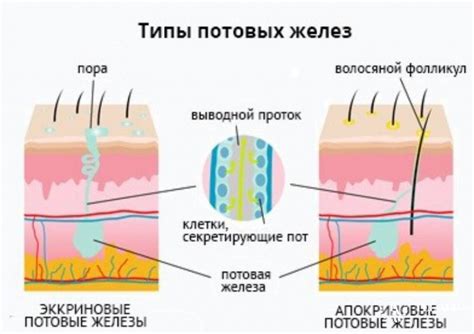 Дисбаланс влаги и потовых желез