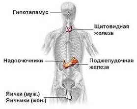 Дисбаланс эндокринной системы и его связь с ощущением кома в горле