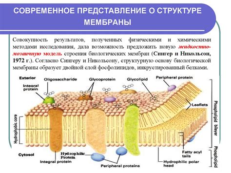 Диффузия в организмах: структура и наличие мембран