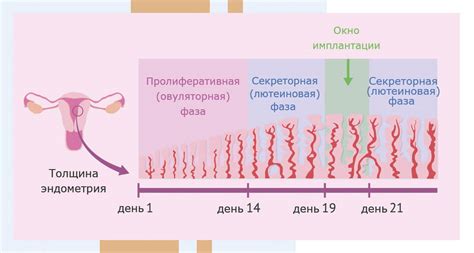 Длинный менструационный цикл: 5 простых способов удлинить его