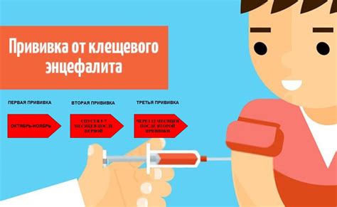 Длительность иммунитета после прививки от клещевого энцефалита