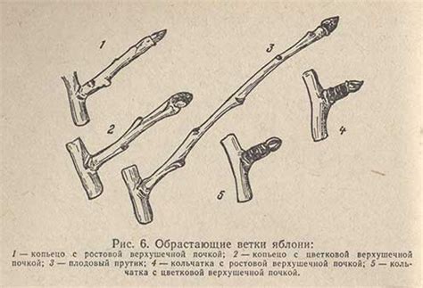 Добавление веток, листвы и деталей кроны