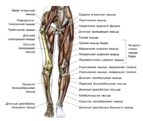 Добавление всех основных деталей ног.