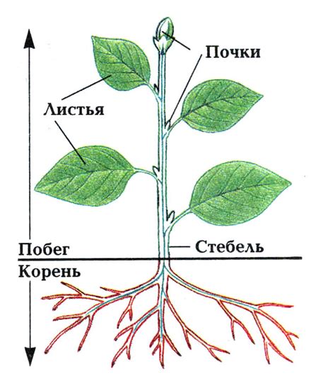 Добавление деталей: стебель и листья