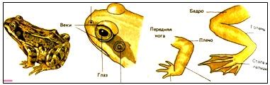 Добавление деталей на тело лягушки