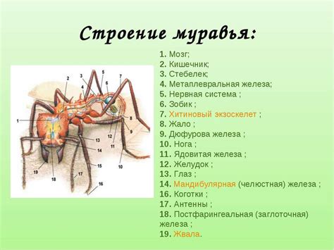 Добавление деталей на тело муравья