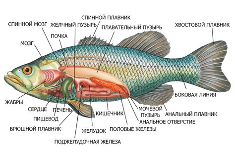 Добавление жабры и хвоста