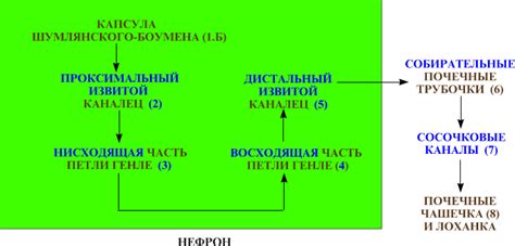 Добавление круглого тельца и лап