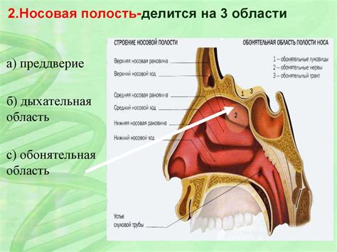 Добавление носа и ротика