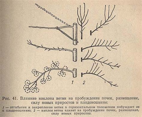 Добавление почек на ветви