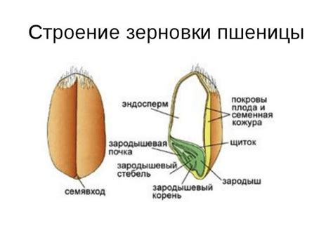 Добавление пшеницы и других элементов в букет