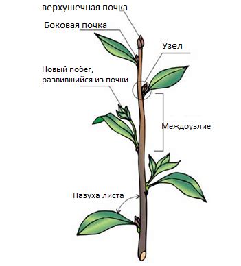 Добавление стебля и листьев