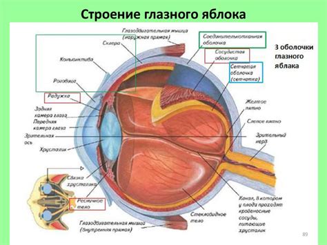 Добавление тела и глаз