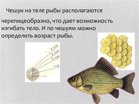 Добавление узоров и деталей на теле рыбы-кита