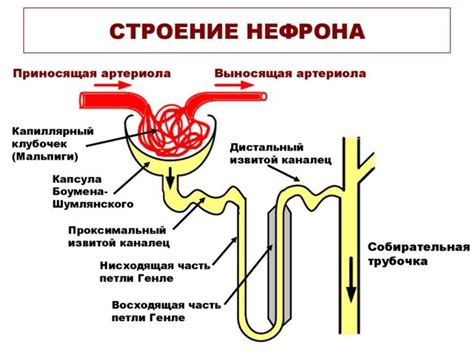 Добавляем верхнюю часть нефрона