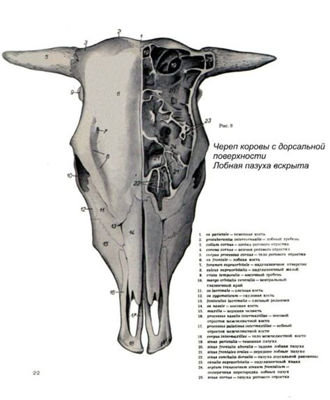 Добавляем детали головы, глаза и рога коровы