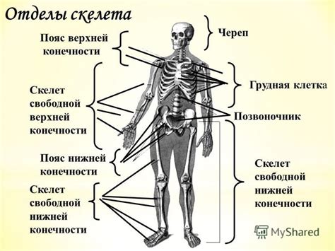 Добавляем детали и отделы скелета