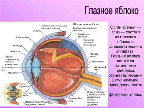 Добавьте детали головы и глаз