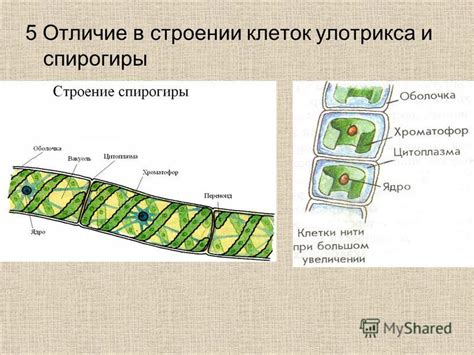 Добавьте детали и текстуры водорослей