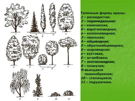 Добавьте кроны деревьев разных размеров