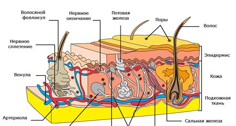 Добавьте элементы кожи