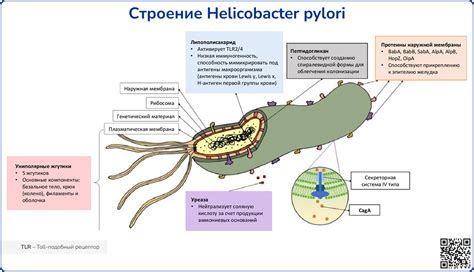 Доказательства влияния Helicobacter pylori на массу тела