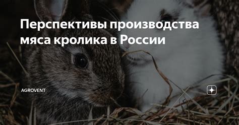 Долгосрочные перспективы облачения кролика из клетки в естественную среду