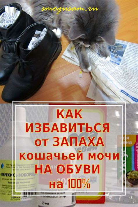 Домашние рецепты и средства от запаха кошачьей мочи