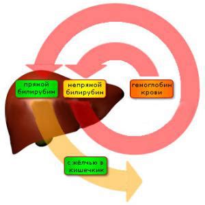 Дополнительные методы повышения билирубина у взрослых
