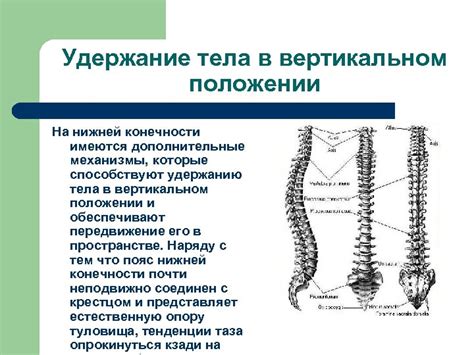 Дополнительные механизмы охлаждения тела