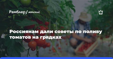 Дополнительные советы по поливу томатов на грядке