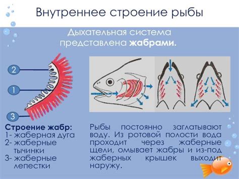 Дополнительные функции Жабры