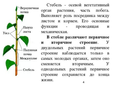 Дорисовка стебля и листьев