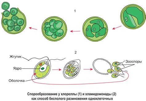 Достижение оптимальных условий для размножения