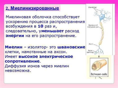 Достижения в области восстановления миелиновой оболочки нерва